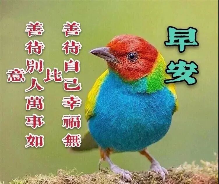 2022新的一年朋友圈早上好问候祝福语最新漂亮动态图暖心的清晨好祝福