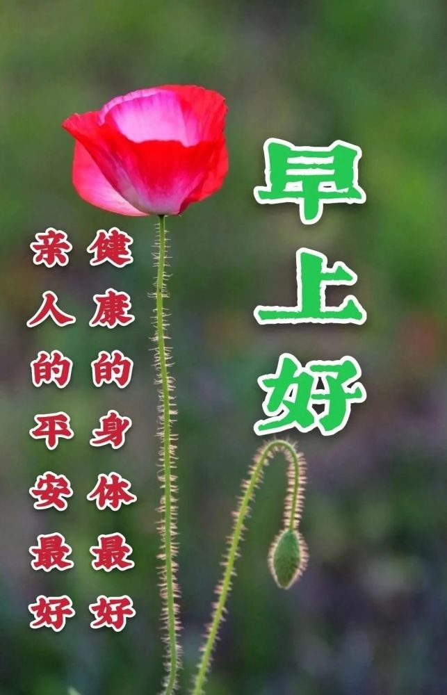 2021冬天最美鲜花早安图片带字带祝福语 冬天早上好问候祝福图片鲜花