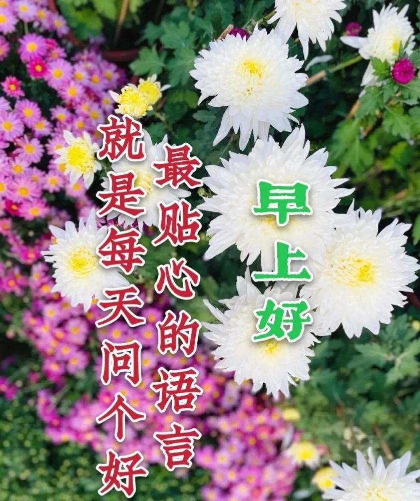 2022冬天最美鲜花早安图片带字带祝福语冬天早上好问候祝福图片鲜花带