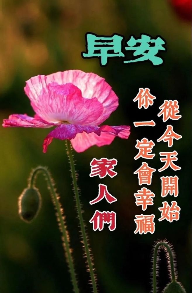 2021冬天最美鲜花早安图片带字带祝福语 冬天早上好问候祝福图片鲜花