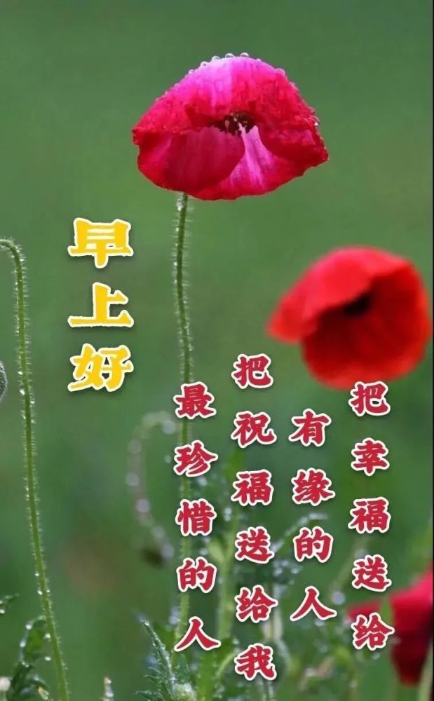 2021冬天最美鲜花早安图片带字带祝福语 冬天早上好问候祝福图片鲜花