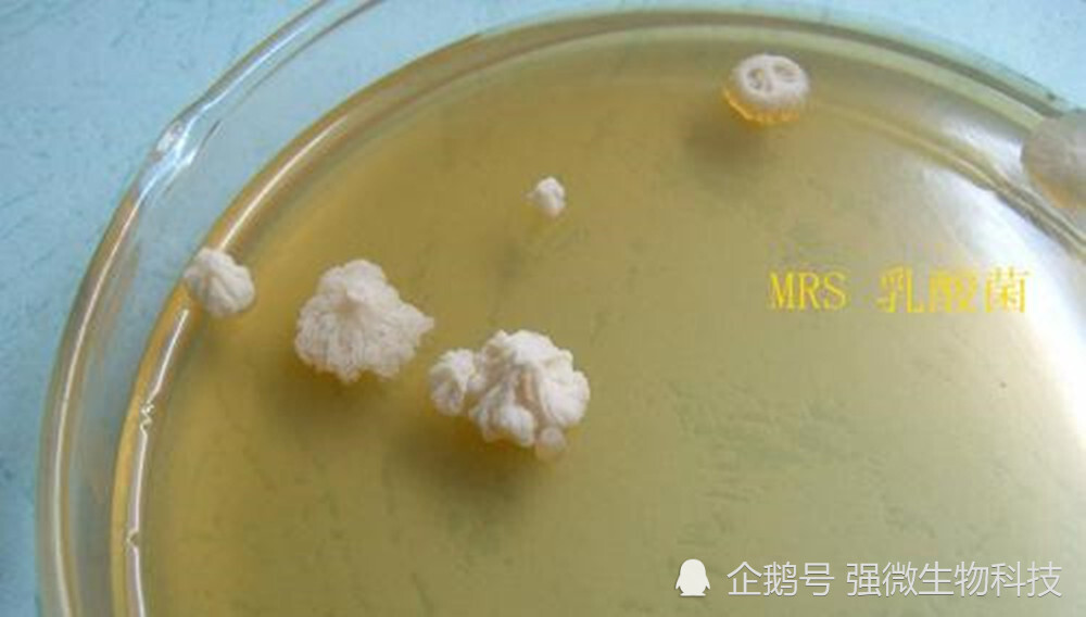 目前国内市场上饲料用乳酸菌的现状