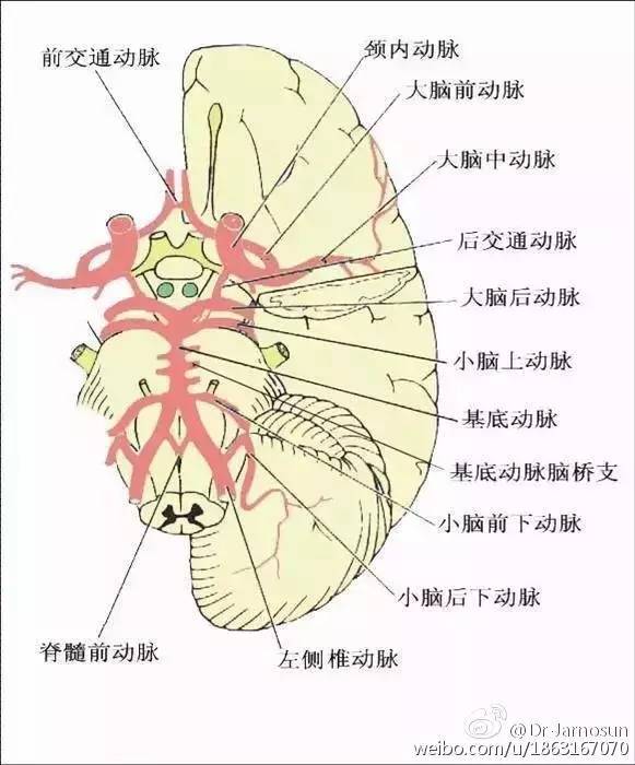 脊髓前动脉,小脑下后动脉,小脑下前动脉,迷路动脉,脑桥支,小脑上动脉