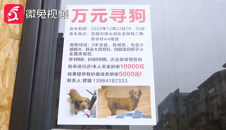 女子悬赏万元寻狗!还花9000元请专业找狗团队