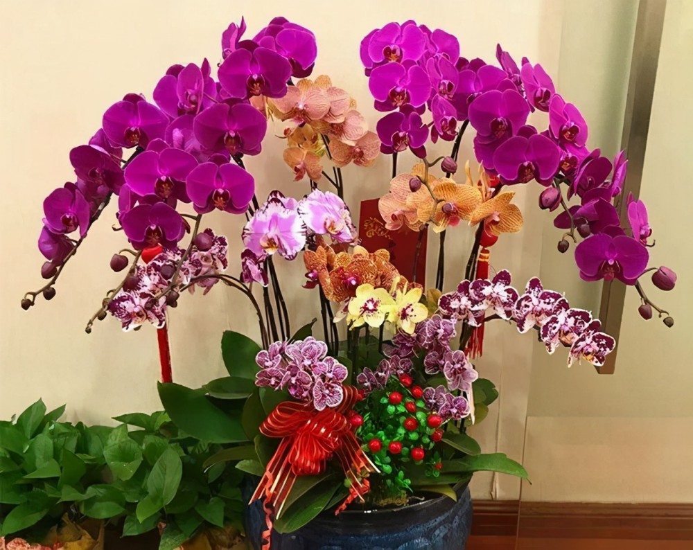 元旦过后,给家里养"3盆花",个个花朵艳丽,叶子油绿,很美观