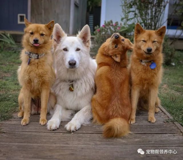 狐狸犬骨骼清奇,靠这个姿势在合照中夺人眼球,猛一看吓一跳!