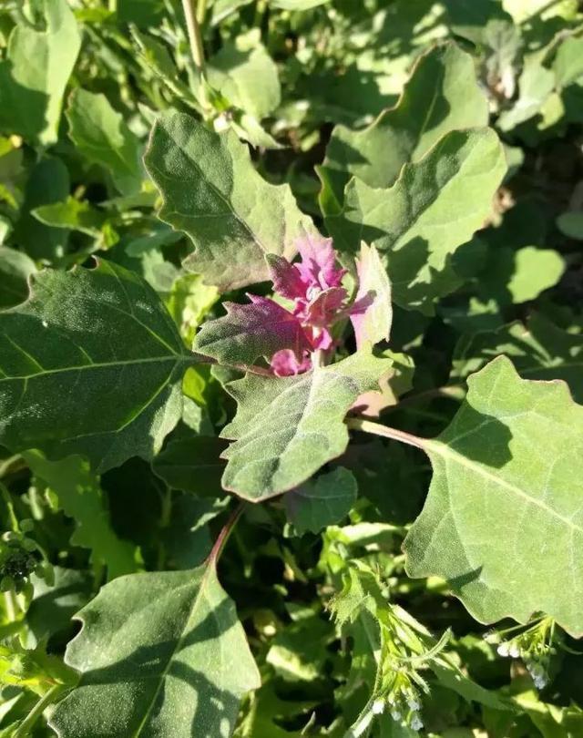 小时候在农村吃的那些野菜!你记得几种?都吃过吗?