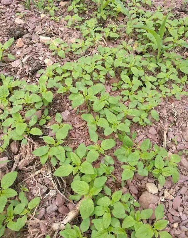 小时候在农村吃的那些野菜!你记得几种?都吃过吗?