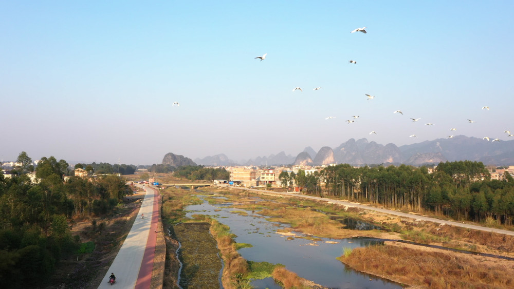 贺州郊区的格桑花开了,就在小凉河龙景玫瑰园前面,你要去拍照吗_腾讯