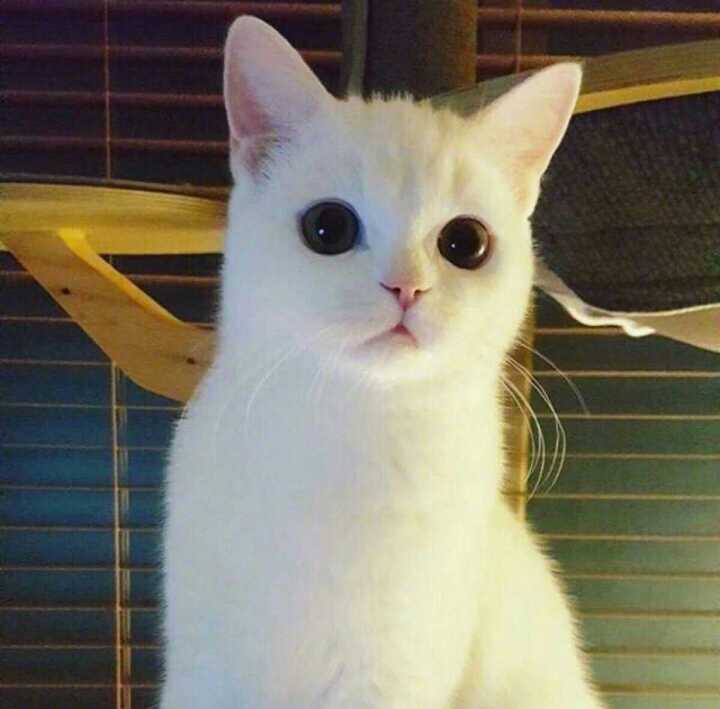 可爱猫咪图片