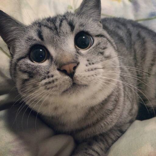 可爱猫咪图片