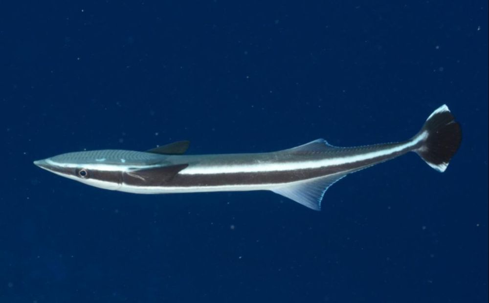 第2种,马鞭鱼(鮹鱼).图片中这个体形很长的怪鱼究竟是什么生物?