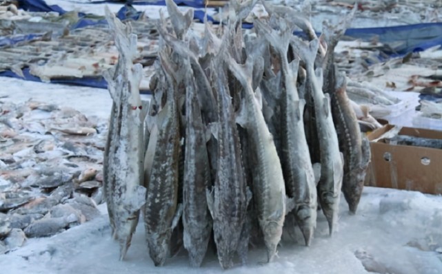 东北人冬天还是会有去海里捕鱼的习惯,将海面上的冰块敲碎,撒网将鱼