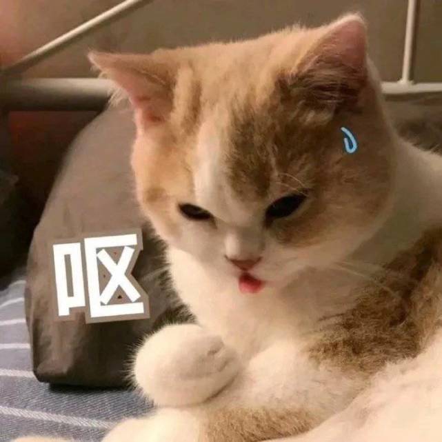 表情包:你怎么回事,小老妹