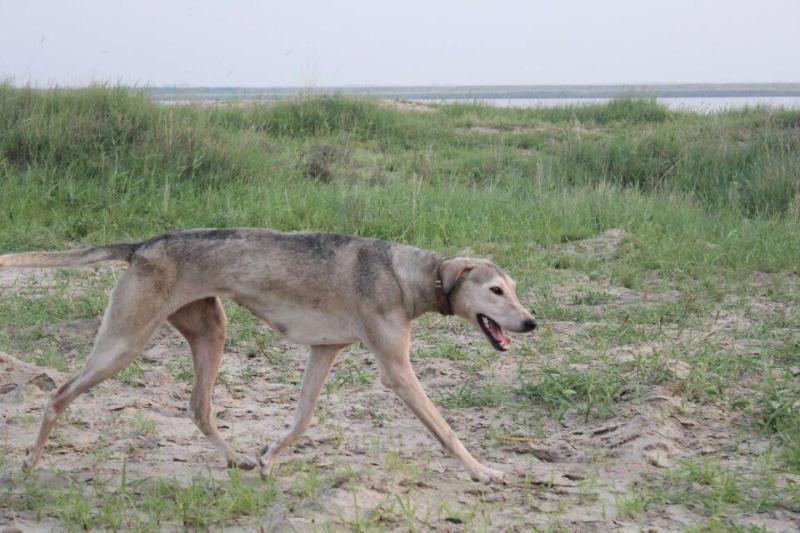 陕西细犬 陕西细犬产自陕西西安,是我国有名的猎犬之一,主要用于狩猎