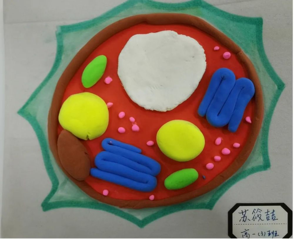 高中部基于模型建构培养学生的生命观念以高中生物必修一分子与细胞中