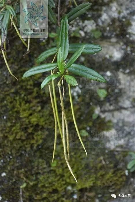 岩豇豆见过吗能祛风止咳健脾消积