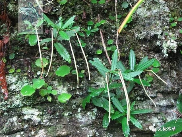 岩豇豆见过吗能祛风止咳健脾消积