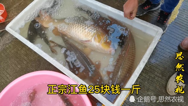 南宁金陵赶集各种土货应有尽有野生大河鱼25块钱一斤