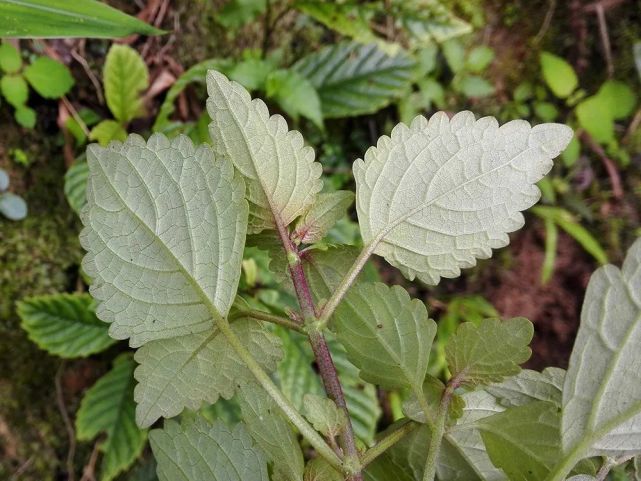 溪黄草的价值.