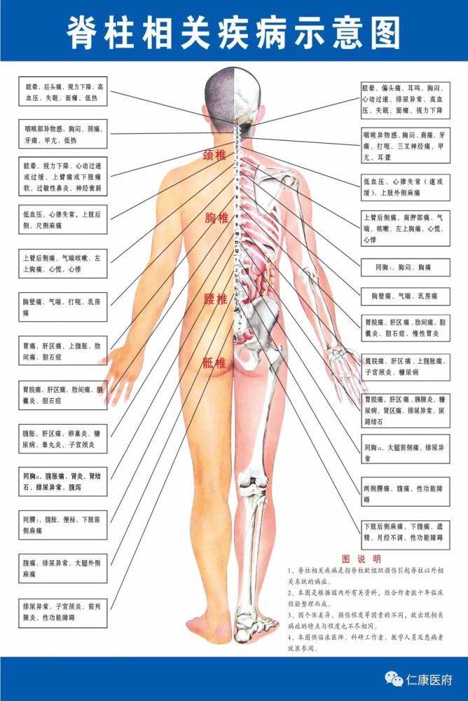 颈椎:直颈,落枕,头晕,头痛,肩颈痛,手麻,富贵包 胸椎:含胸驼背,高低