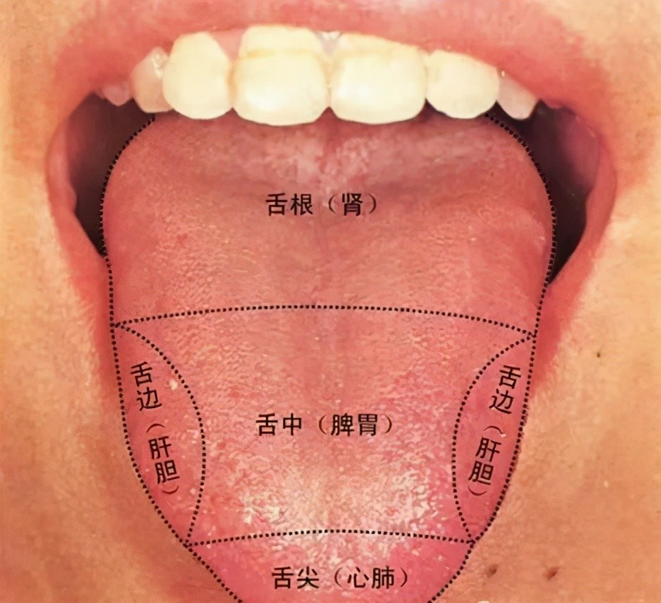 很多人习惯通过自身症状和舌脉表现来判断自己是否脾虚.