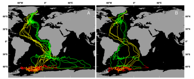 北极燕鸥的飞行路线 (图片来源:egevang et al,2010. )