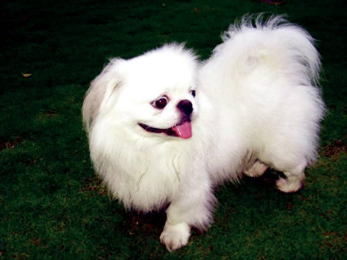 中国犬种大全,45种狗子齐了,有没有你家主子呢!
