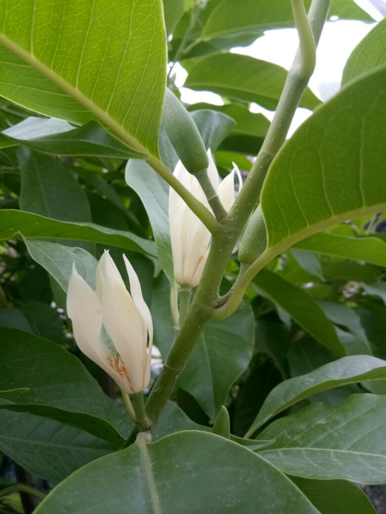 木兰科植物开花特精致尤其是这3种花朵都能当成工艺品