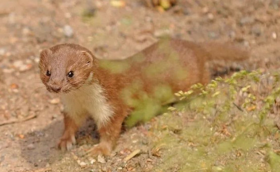 黄鼠狼怎么叫 腾讯网