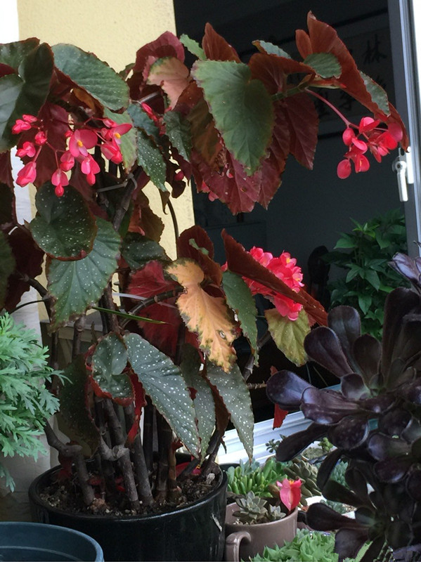 竹节海棠,优秀的室内开花植物,家里养一株,四季都有花