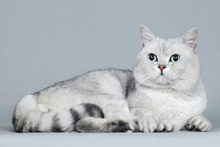 猫咪智商排行榜,你家主子上榜了吗