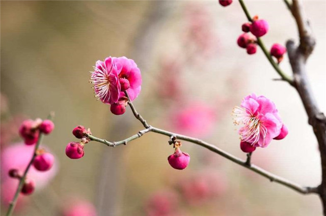 二十四番花信风之小寒梅花,花信风从何处来,小寒节气看梅花