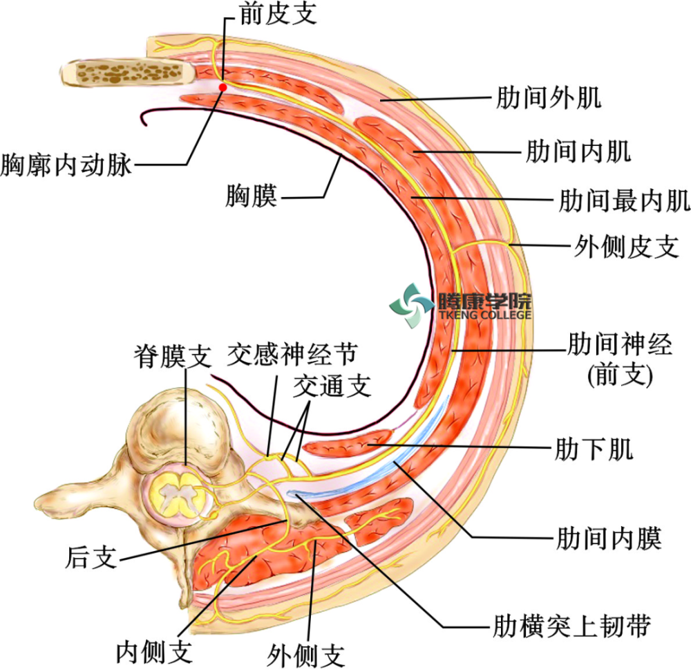 后支分布于躯干的背侧部,前支分布于腹部,脊膜支分布于椎骨,椎骨上的