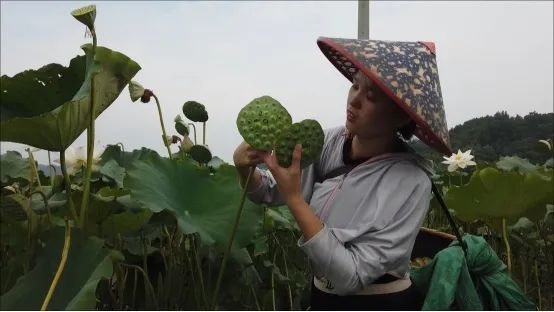 巾帼风采傅文燕回村为家乡做点事