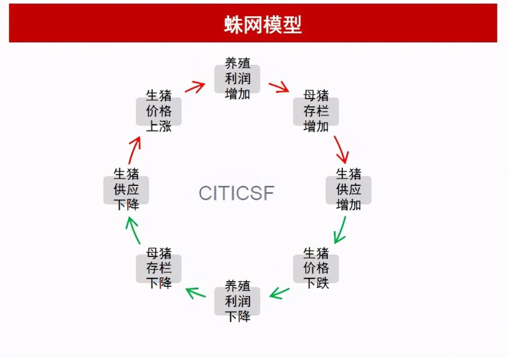 蛛网模型