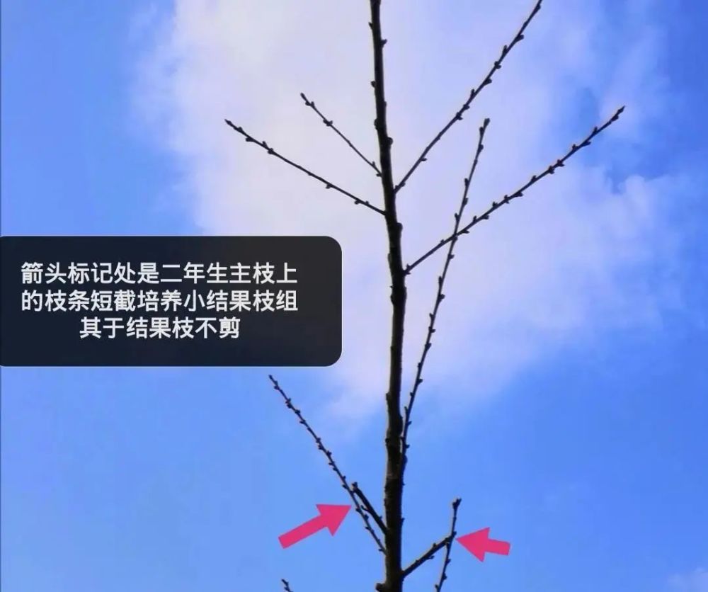 实用技术:桃树长枝修剪和短枝修剪的区别