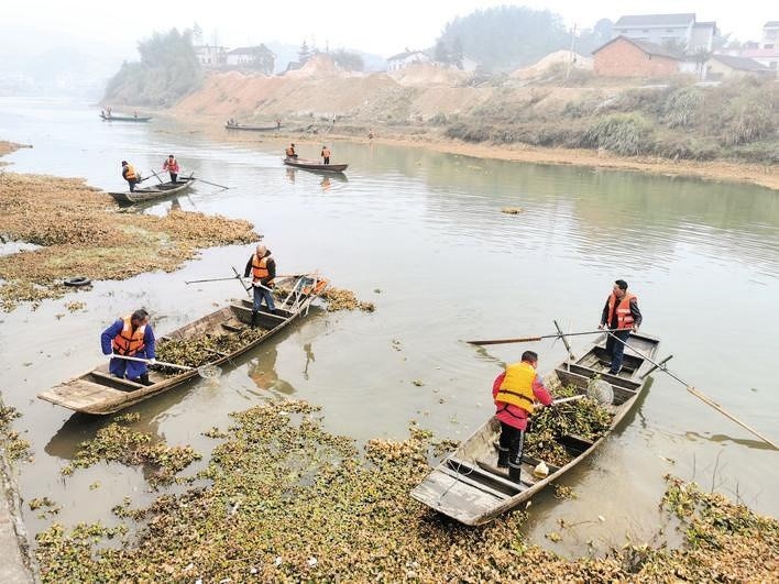 图为打捞水葫芦现场