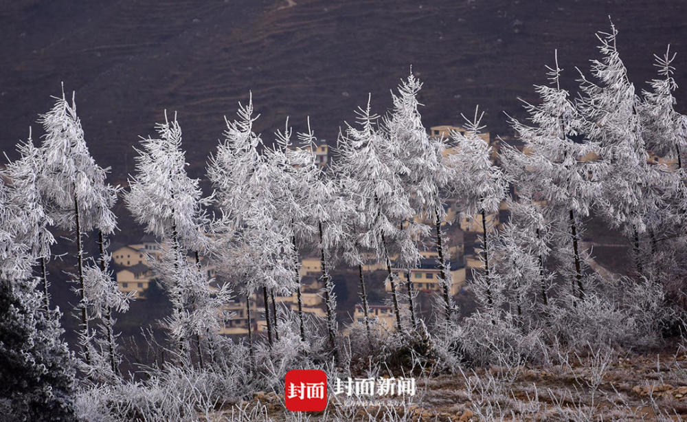 冷气"速冻 泥巴山上现雾凇美景丨图集