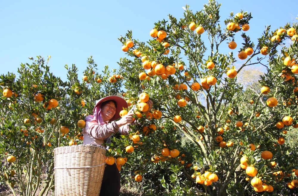 橘子丰收 群众增收