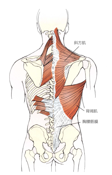 解剖:胸腰筋膜,背阔肌,斜方肌,竖脊肌.