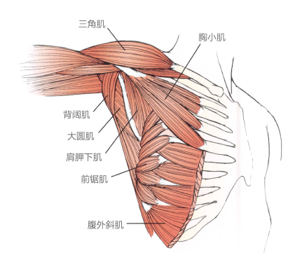 解剖:背阔肌,胸小肌,前锯肌,腹外斜肌.