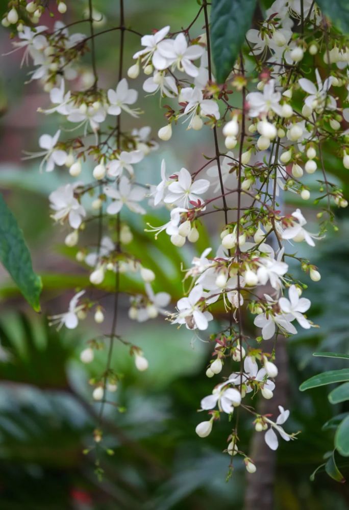 在这寒冷的冬季,辰山植物园热带花果馆内,泰国垂茉莉悄然舒展开花瓣