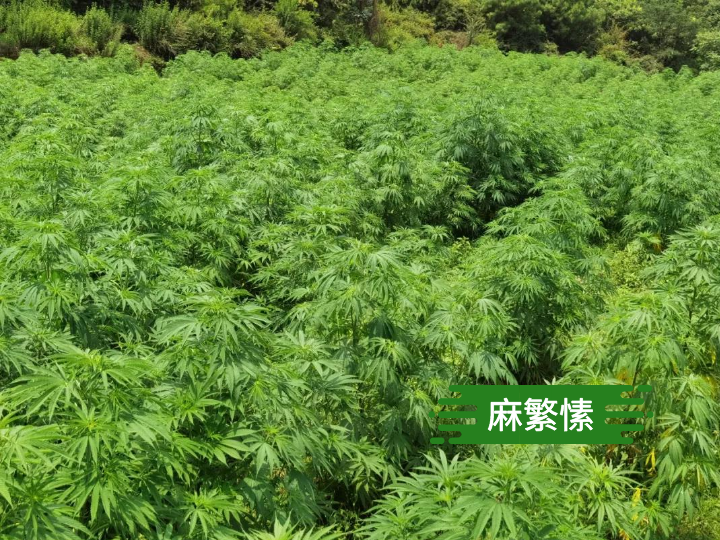 cbd全球说|瑞士工业大麻及cbd行业发展有哪些优势?