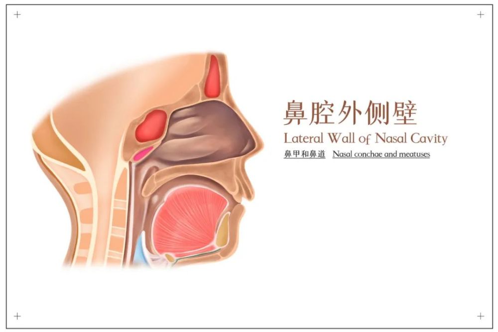 不一定!包头61岁大爷鼻腔里长了5公分肿瘤!