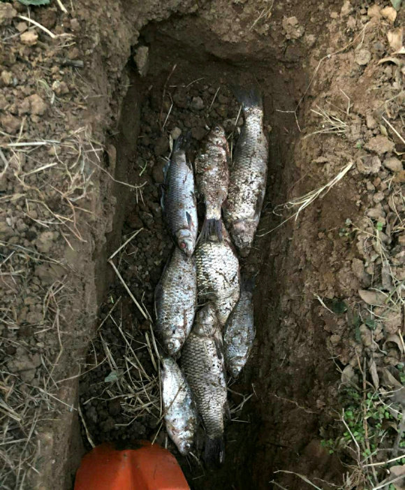 把鲤鱼鲫鱼埋在土里种花埋鱼养花法兴起这科学吗