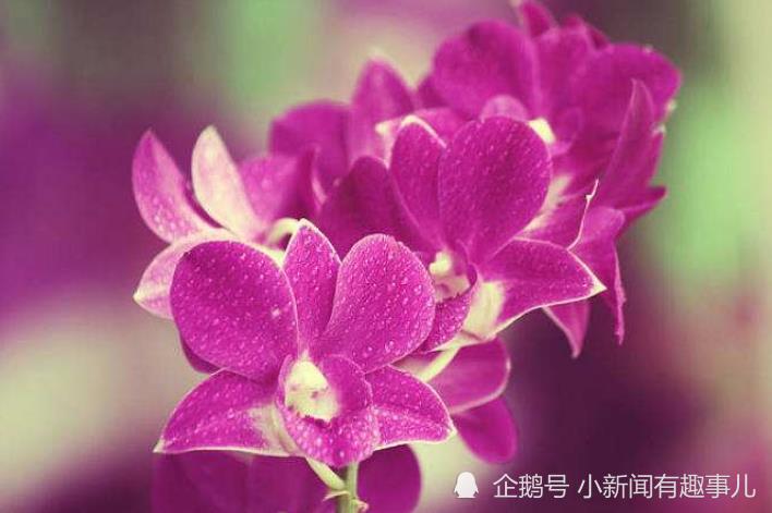 最后一页 生肖猪的他们生来属相五行水相辅,其中71年生的属猪人,辛亥