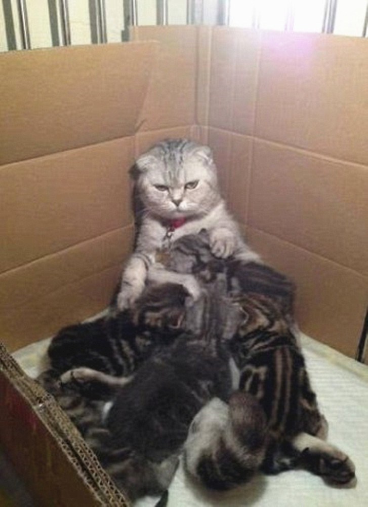 猫咪正在喂奶,低头看到它满眼杀气,这是想将幼猫塞回肚子里吗?