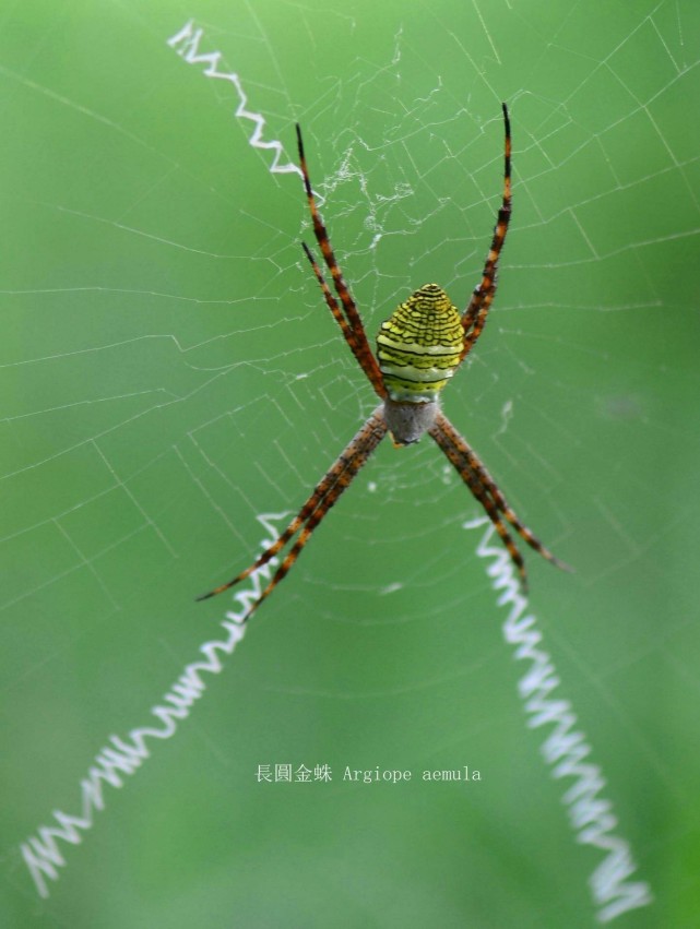 一种会写字的蜘蛛-雌大雄小的长圆金蛛