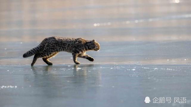 据了解,豹猫是国家二级保护动物,又叫山猫,野猫,在中国也被称作"钱猫"